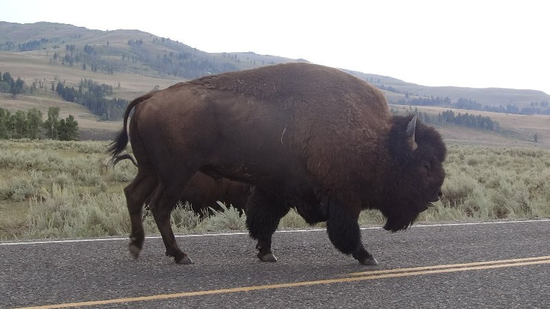 Bison bull crossing the road