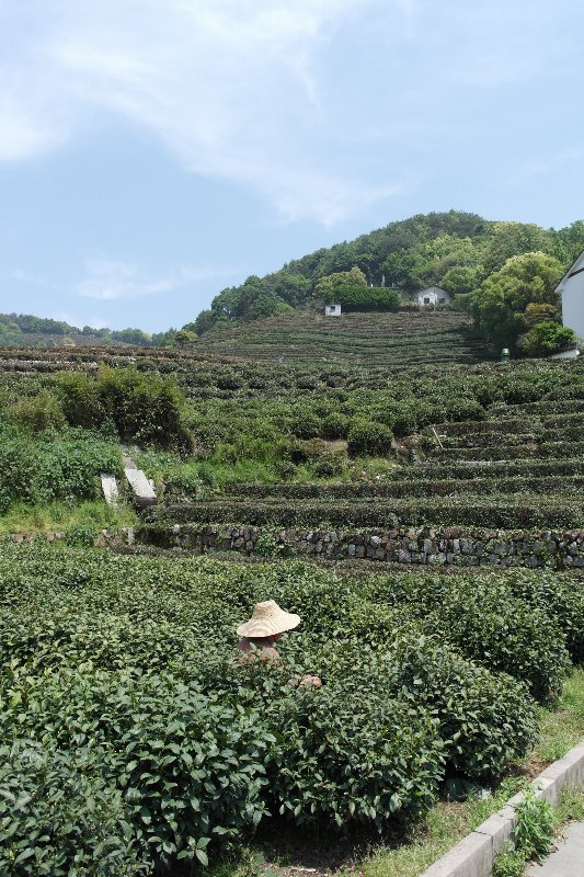 Tea Plantation