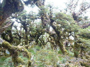 Goblin forrest - never have seen such a fluffy forrest ! :)