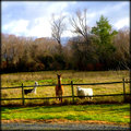 Waynes Farm - Lily, das Schaf und die beiden Alpacas :)..
