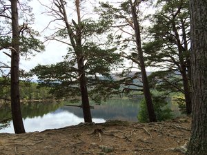 Wunderschöne Caledonian Pine Trees am Loch Eileen.. (Cairngorms, Rothiemurchus Estate, Nähe Aviemore)..