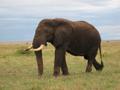Bull elephant on the Mara