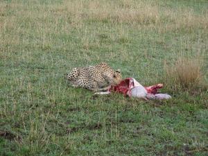 Cheetah with a kill
