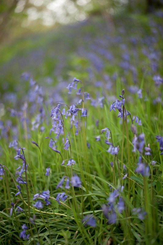 bluebells