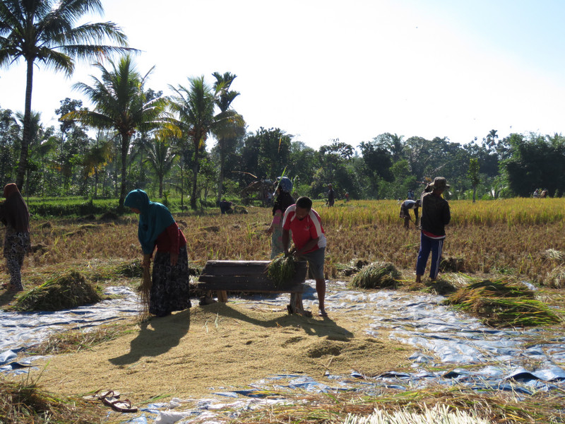 Rice field workers, Tetebatu 