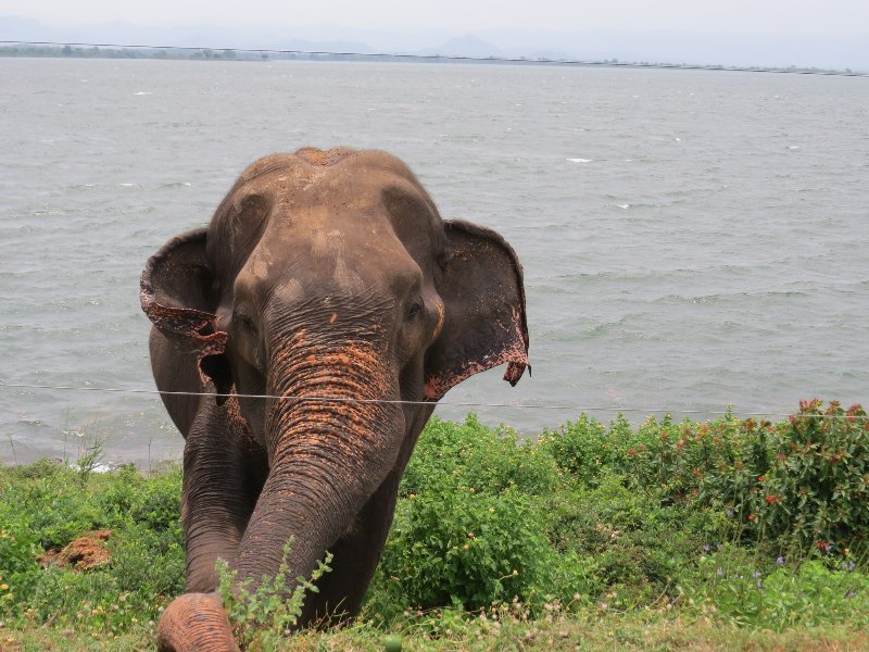 Wild Elephant by the Lake