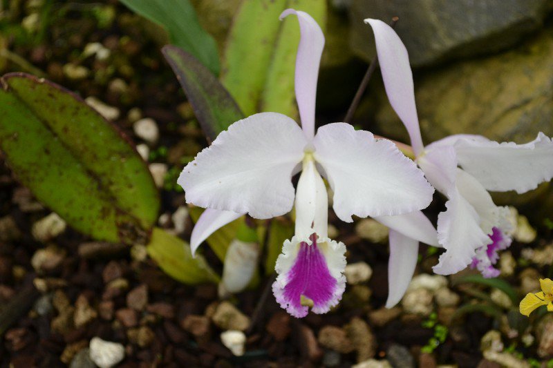 Mikes favoite Orchid