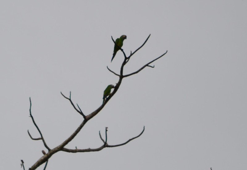 Yellow headed Parrots on the lake