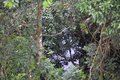 Water below Kapoc tree