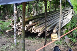Curing Bamboo