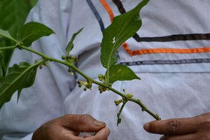 Native plant for diabetes
