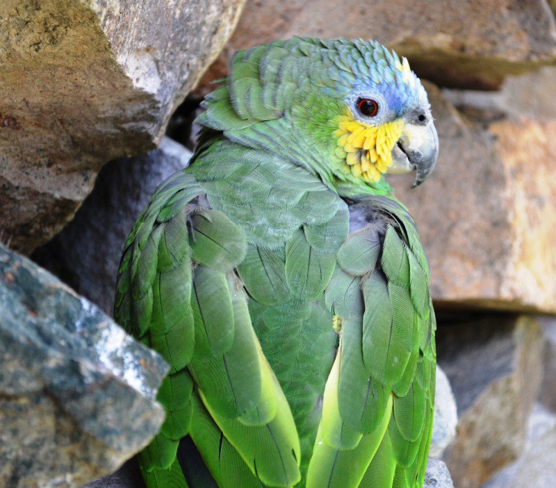 Blue headed Parrot