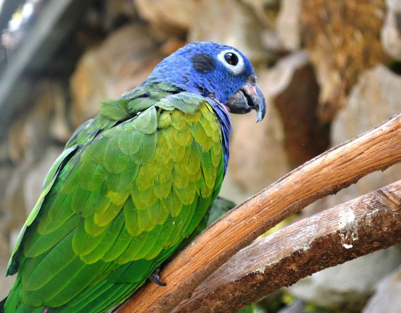 Blue crowned Parakeet