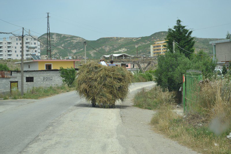 Horse drawn carts of hay