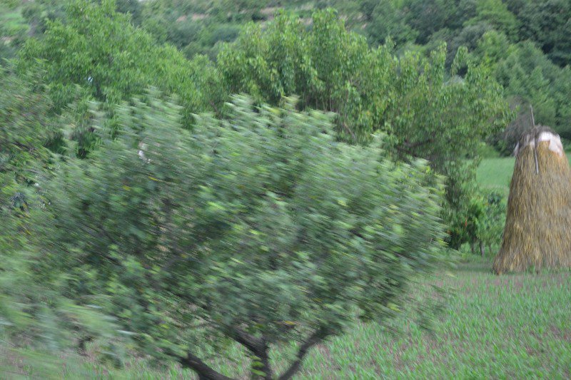 Olive trees and haystacks