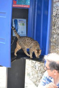 Some cats live in phone booths