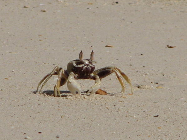 Crabe tannant