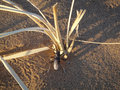 Desert Bug at Tengger Desert near Zuoqi