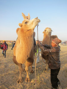 Camels for tourists