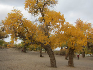 Poplar trees, around Ejina Qi