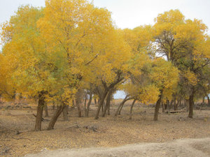 Poplar trees, around Ejina Qi