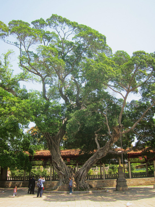 Inside Kai Yuan Si, an 800-year old tree