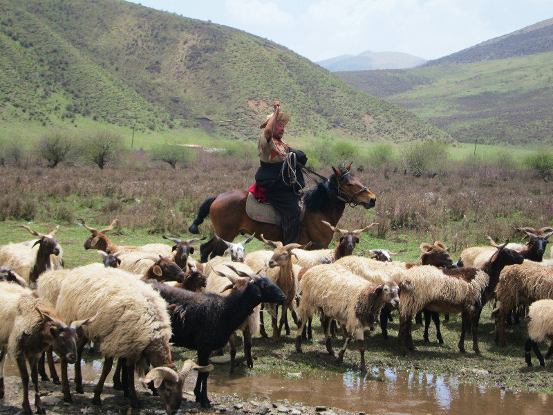 Tibetan shepherd near Sangke