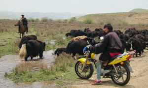 Tibetan shepherds