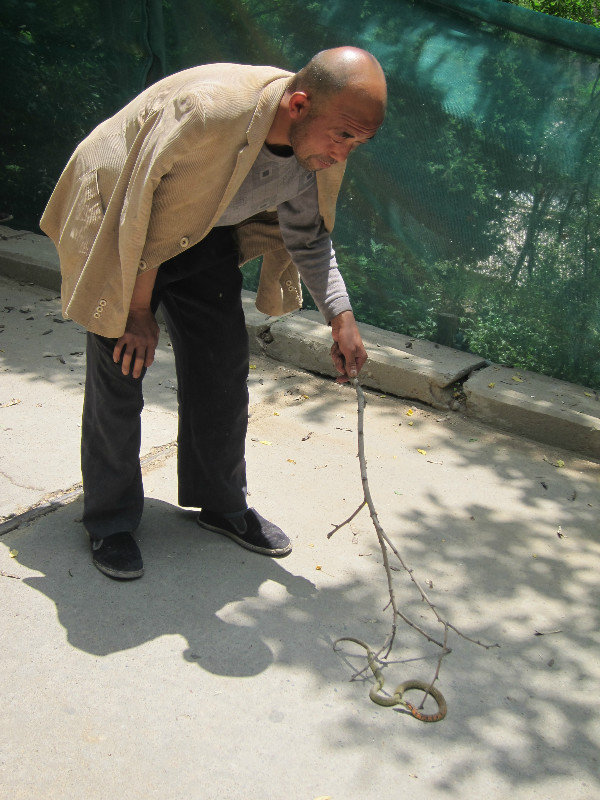 man playing with a wild snake