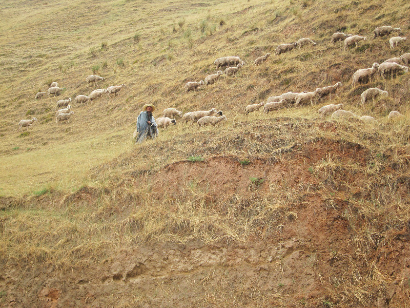 Shepherd near Wuwei
