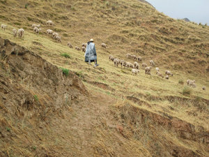 shepherd near Wuwei
