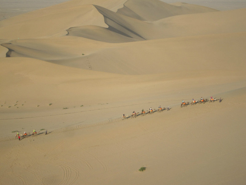 camels in Dunhuang