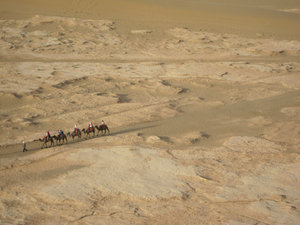 camels walking around the dunes