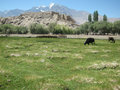grasslands at Tashkurgan