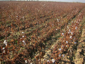 cotton culture
