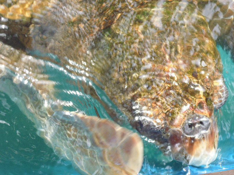 sea turtle at Forte