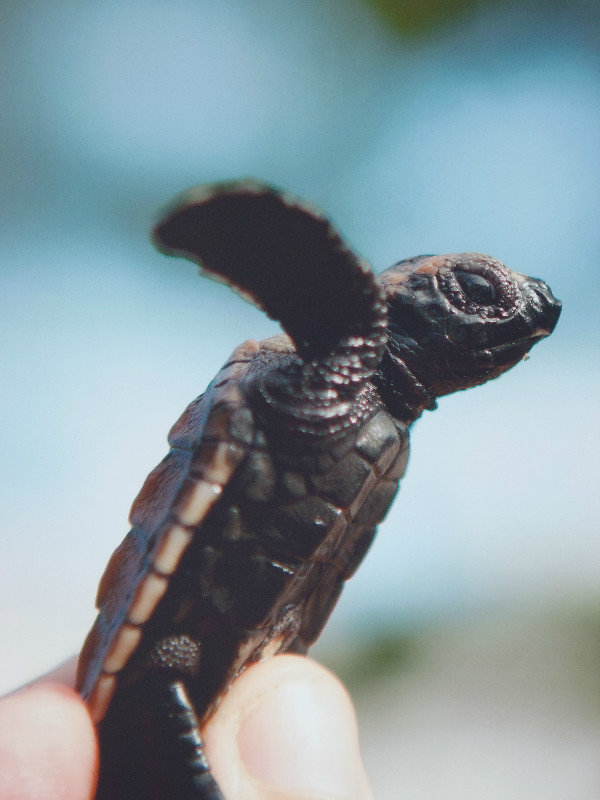 baby turtle in Bahia
