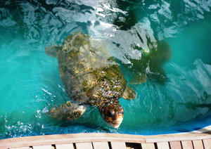 TAMAR Turtle project