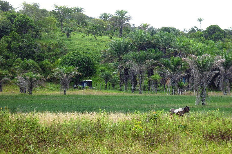 scenery by the road on Ilha Itaparica