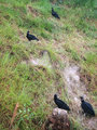 Vultures by the road in Bahia