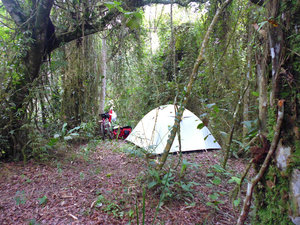 camping in the forest, not far from the road