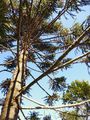 the Parana pine