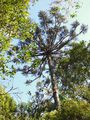 the Parana pine tree