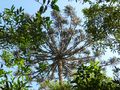Parana Pine tree