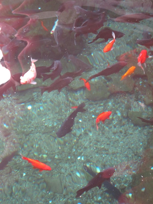 lots of fish in the spring water pools