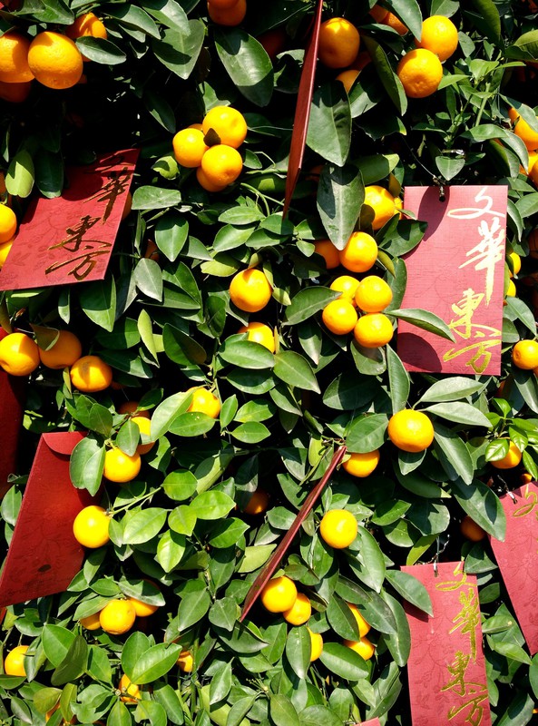 In Hainan the orange tree brings people good luck