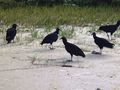 vultures on the beach...