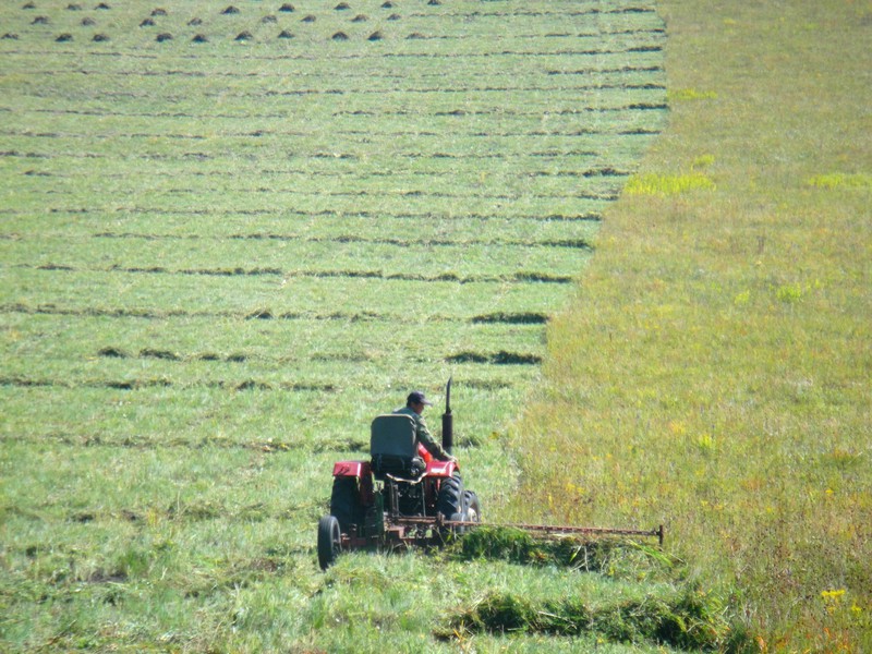 making hay in Inner-Mongolia