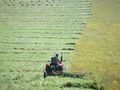 making hay in Inner-Mongolia