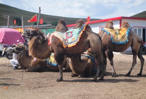 It wouldn't be Inner Mongolia without the camels. 
